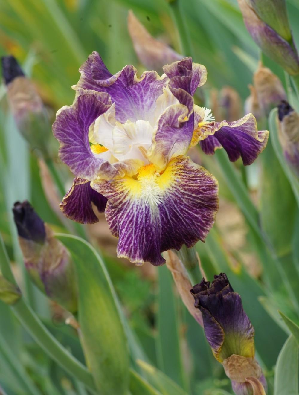 Photo of Border Bearded Iris (Iris 'Sheer Excitement') uploaded by Islandview