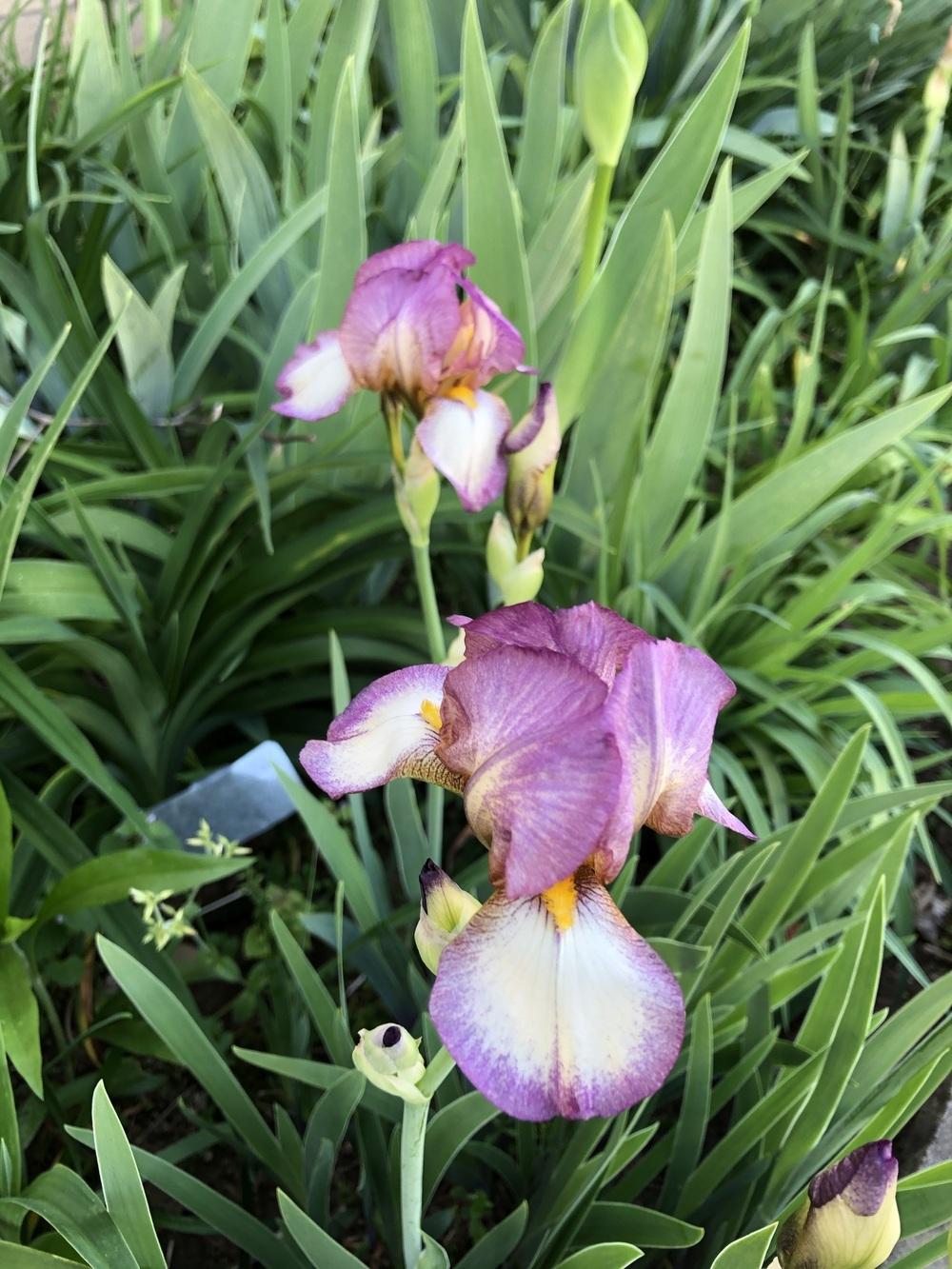 Photo of Miniature Tall Bearded Iris (Iris 'Rosemary's Dream') uploaded by Lilydaydreamer