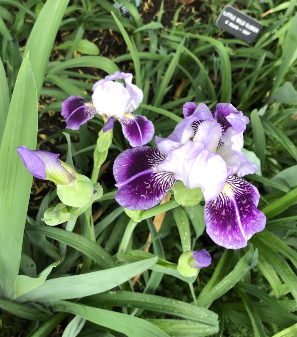 Photo of Miniature Tall Bearded Iris (Iris 'Dividing Line') uploaded by Lilydaydreamer
