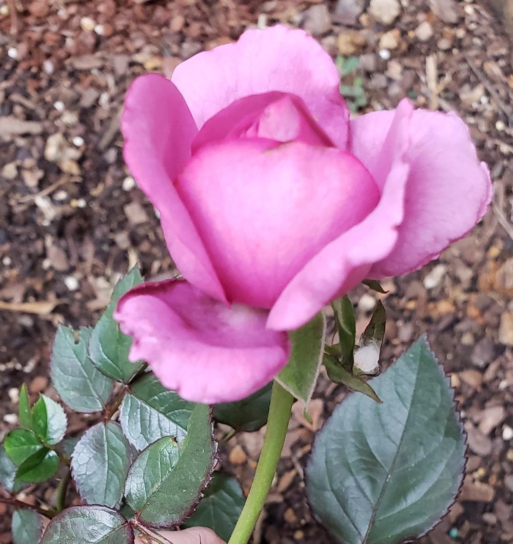 Photo of Rose (Rosa 'Plum Perfect') uploaded by LindsayG