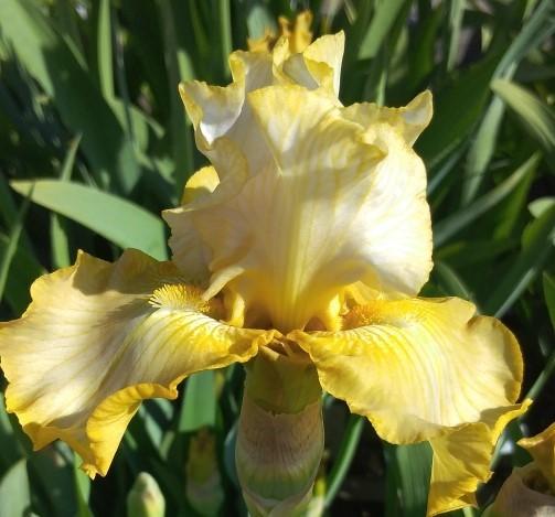Photo of Border Bearded Iris (Iris 'Luna di Miele') uploaded by Sanja