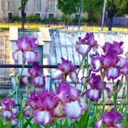 Location: Botanical Garden, Faculty of Scence, Zagreb, Croatia
Date: 2021-05-04
Iris BE 'Decolletage'