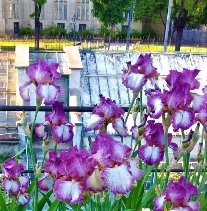 Photo of Tall Bearded Iris (Iris 'Decolletage') uploaded by Sanja