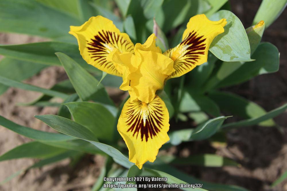 Photo of Standard Dwarf Bearded Iris (Iris 'Eyebright') uploaded by Valery33