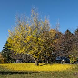 Location: Hidden Lake Gardens, Michigan
Date: 2020-10-31
For each gingko tree, at least the local ones, there's usually on