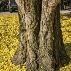 Location: Hidden Lake Gardens, Michigan
Date: 2020-10-31
There is great character in the trunk contours and bark of this m