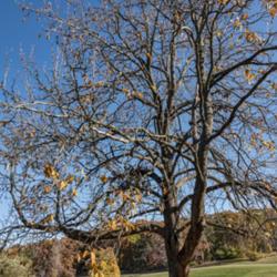 Location: Hidden Lake Gardens, Michigan
Date: 2020-10-31
Magnolia acuminata - An imposing specimen of a mature tree.  Next