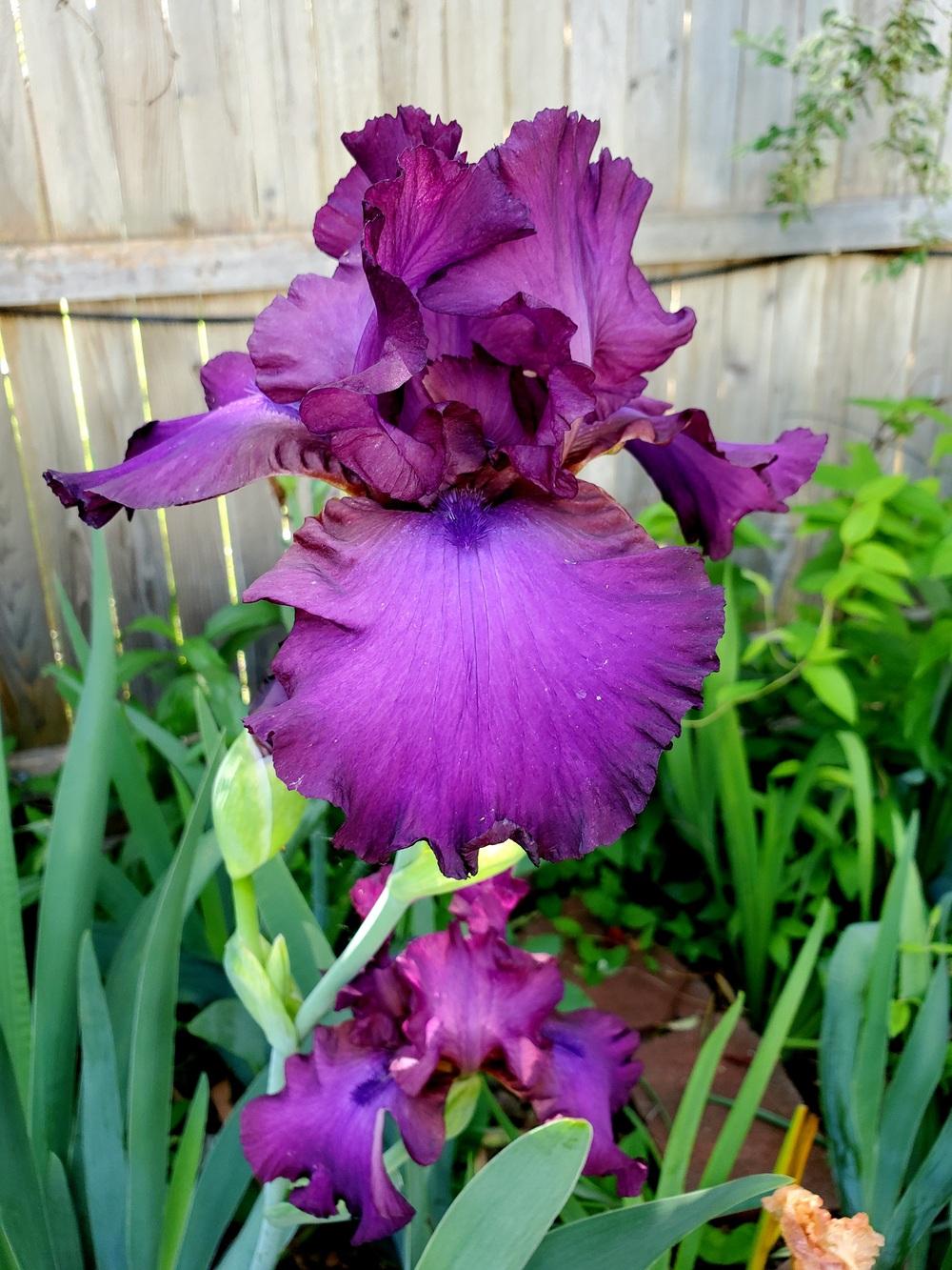 Photo of Tall Bearded Iris (Iris 'Gypsy Romance') uploaded by javaMom
