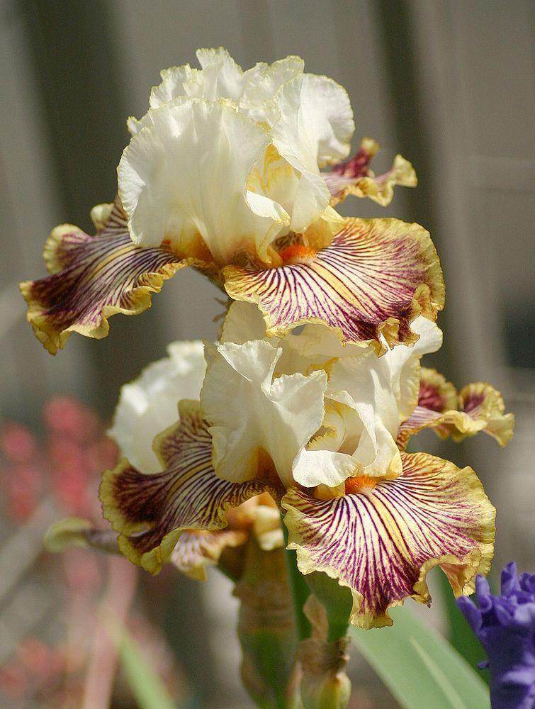 Photo of Tall Bearded Iris (Iris 'Insaniac') uploaded by loosertora