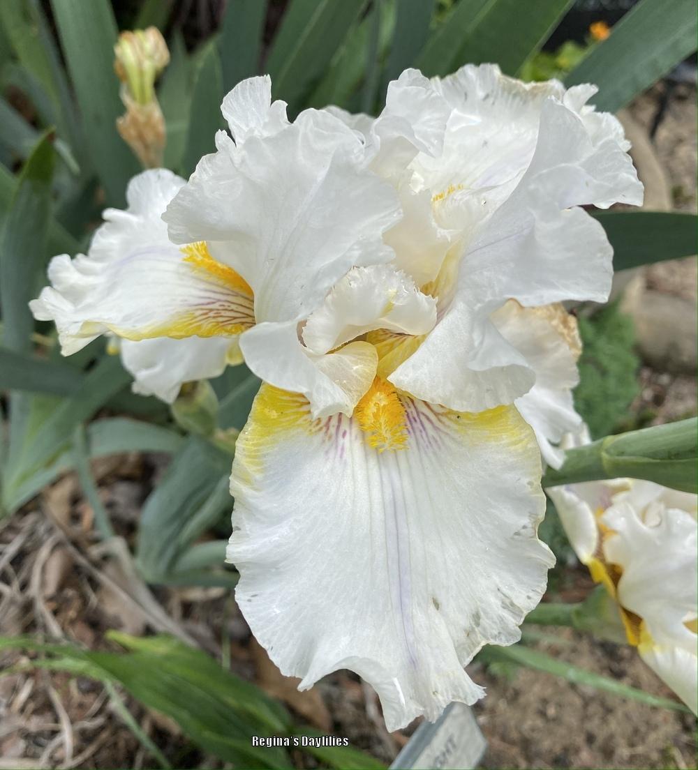 Photo of Tall Bearded Iris (Iris 'Goldkist') uploaded by scflowers