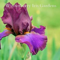 
Image courtesy of Winterberry Iris Gardens