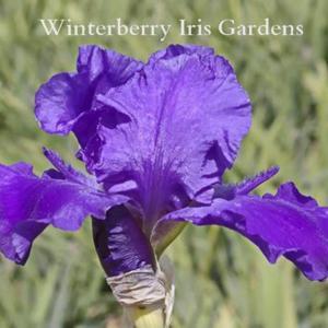 Image courtesy of Winterberry Iris Gardens