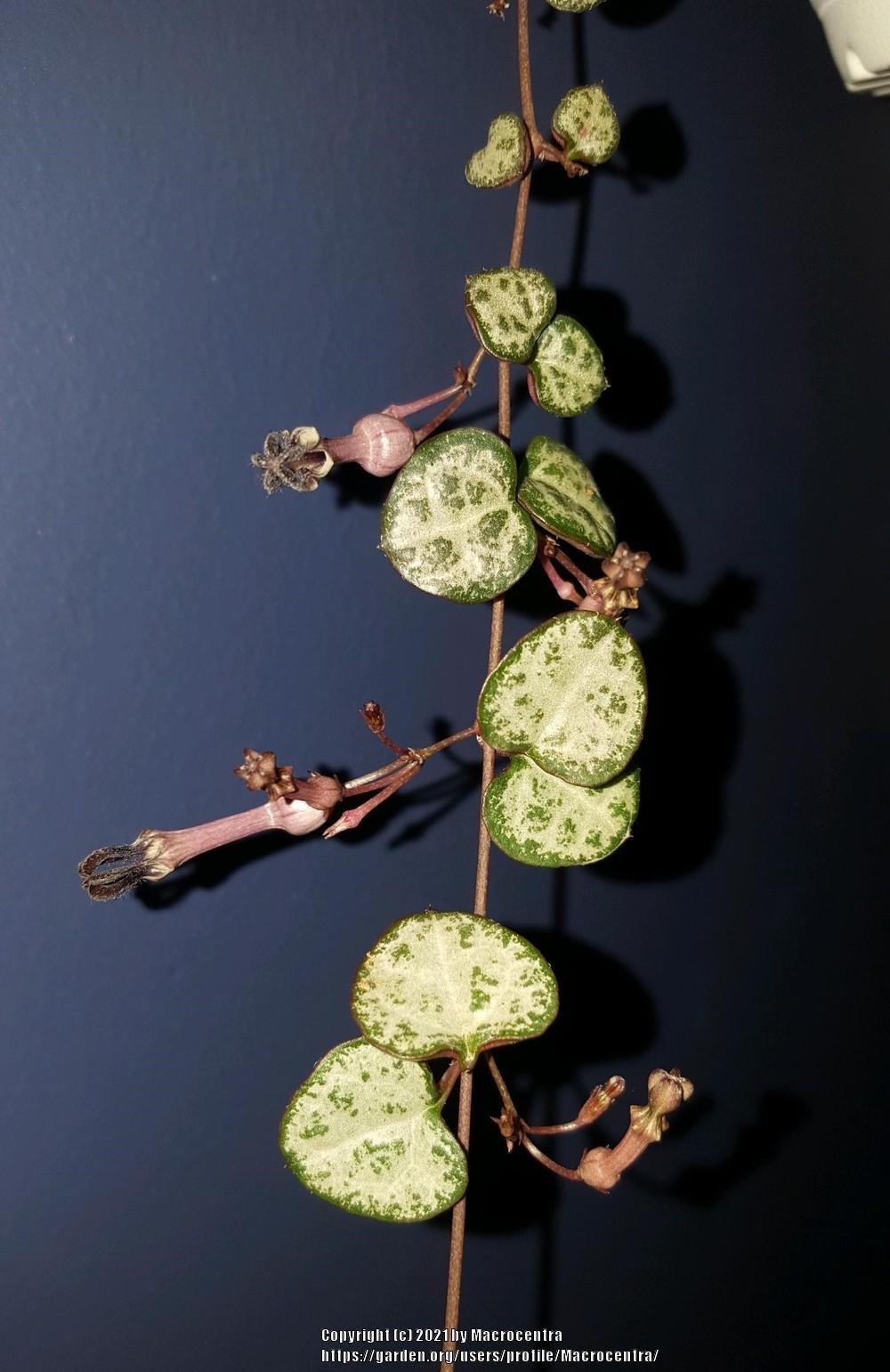 Photo of String of Hearts (Ceropegia woodii) uploaded by Macrocentra