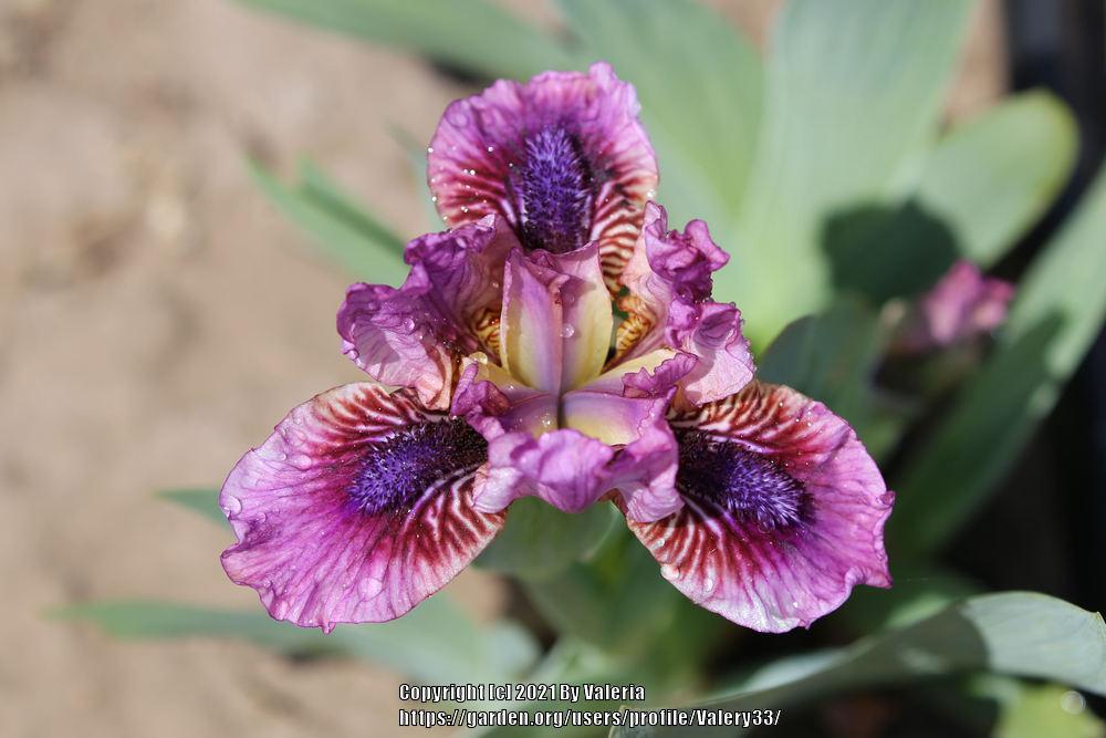 Photo of Standard Dwarf Bearded Iris (Iris 'Miy Rok-n-Roll') uploaded by Valery33