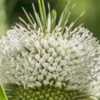 Dipsacus laciniatus - Florets are all white, including the pollen