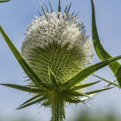 Location: Gallup Park, Ann Arbor, Michigan
Date: 2013-07-21
This white blooming teasel is less common locally than the purple