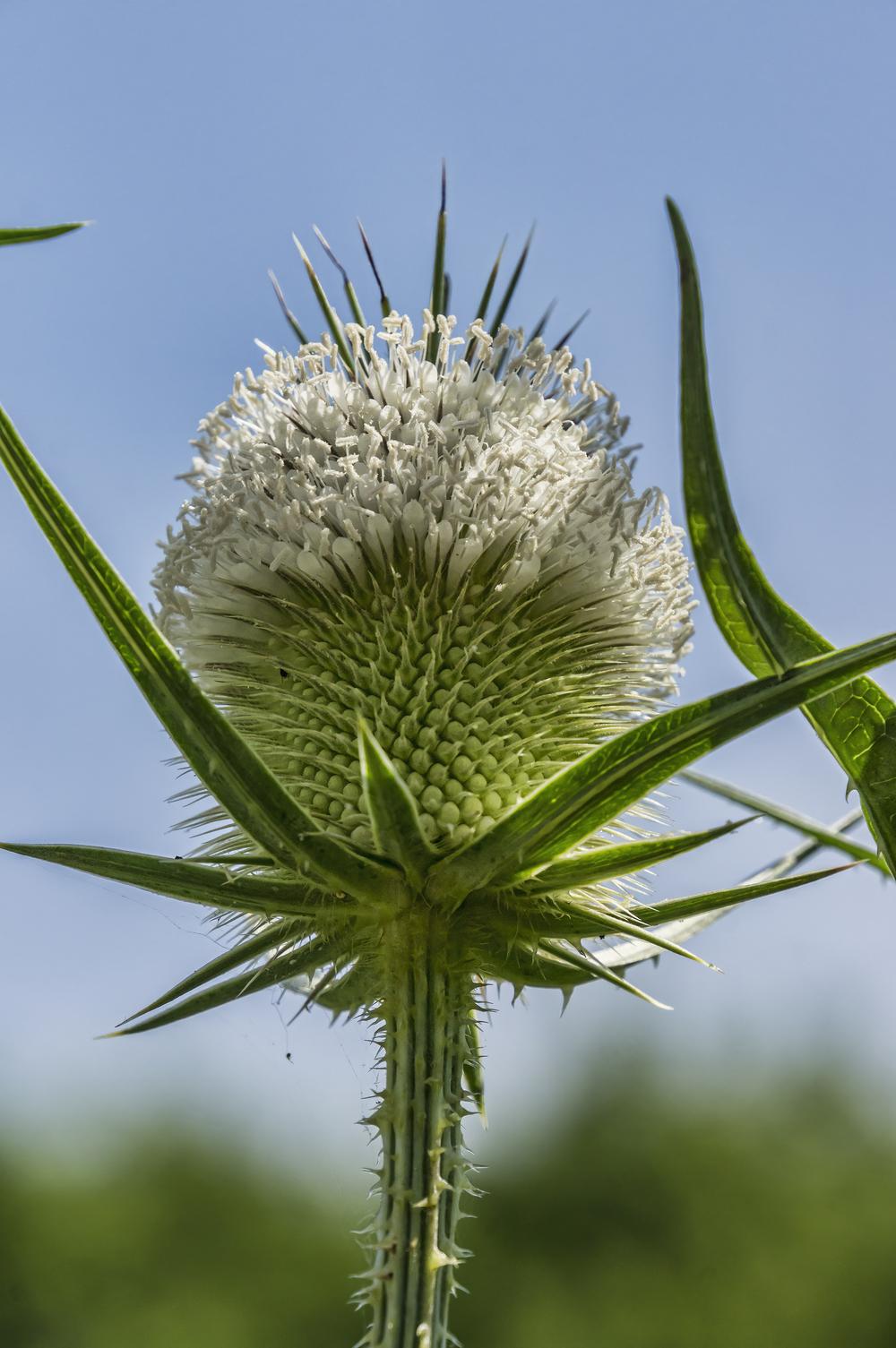 Photo of Cut-Leaved Teasel (Dipsacus laciniatus) uploaded by arctangent