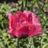 Papaver orientale 'Raspberry Queen' - Not fully open at the time,