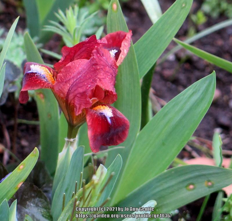 Photo of Miniature Dwarf Bearded Iris (Iris 'Red at Last') uploaded by ge1836