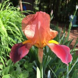 Location: bed c
Date: 2021-05-03
sun.  first iris to bloom this year.