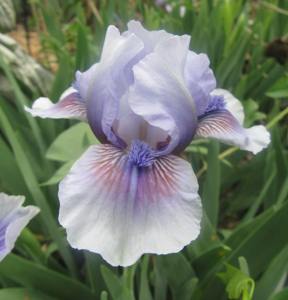 Photo of Standard Dwarf Bearded Iris (Iris 'It's Not Over') uploaded by tveguy3