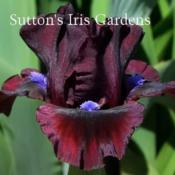 Image courtesy of Sutton's Iris Gardens