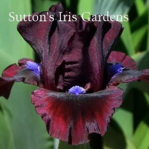 Image courtesy of Sutton's Iris Gardens