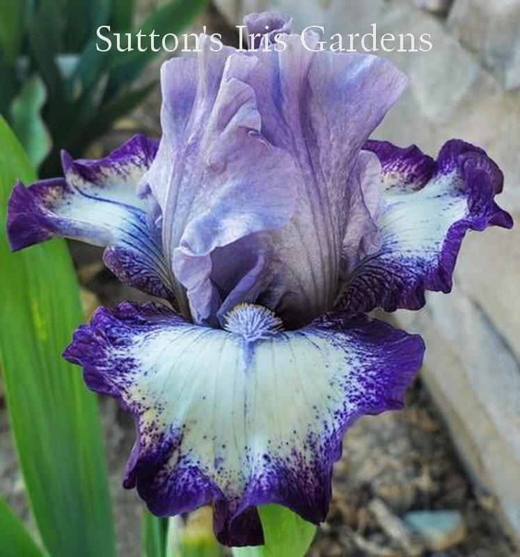 Photo of Intermediate Bearded Iris (Iris 'Agatha Christie') uploaded by DaylilySLP