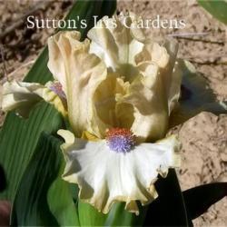 
Image courtesy of Sutton's Iris Gardens