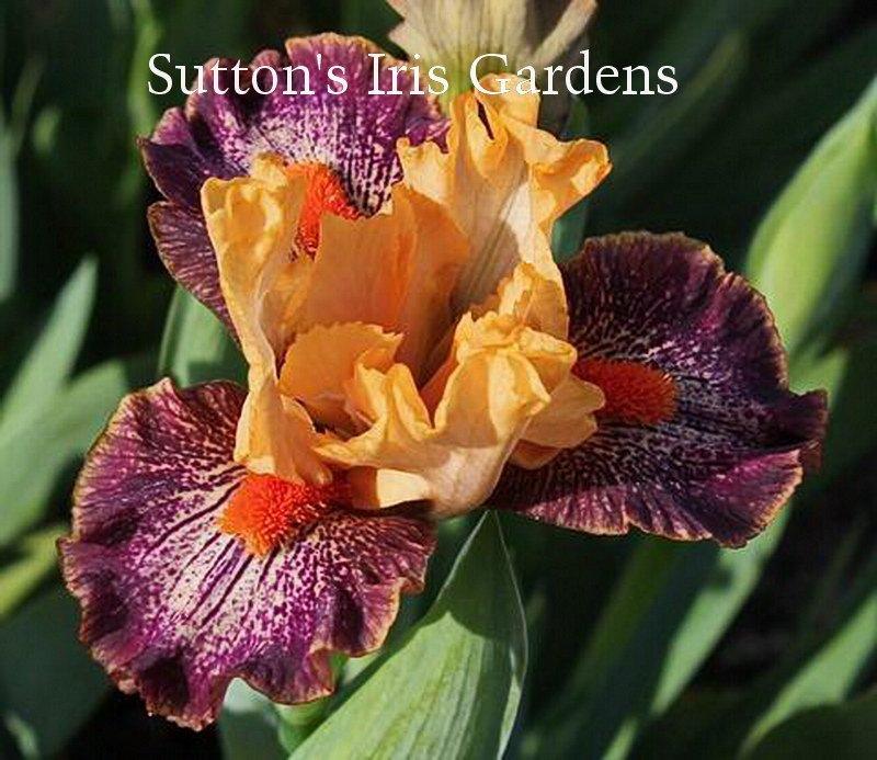 Photo of Standard Dwarf Bearded Iris (Iris 'Alaia') uploaded by DaylilySLP