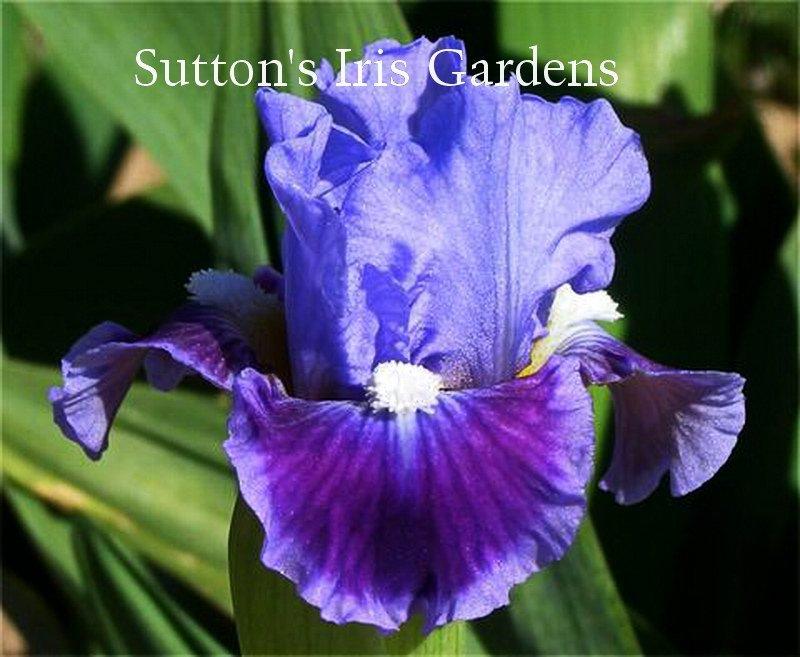 Photo of Standard Dwarf Bearded Iris (Iris 'Aquatini') uploaded by DaylilySLP
