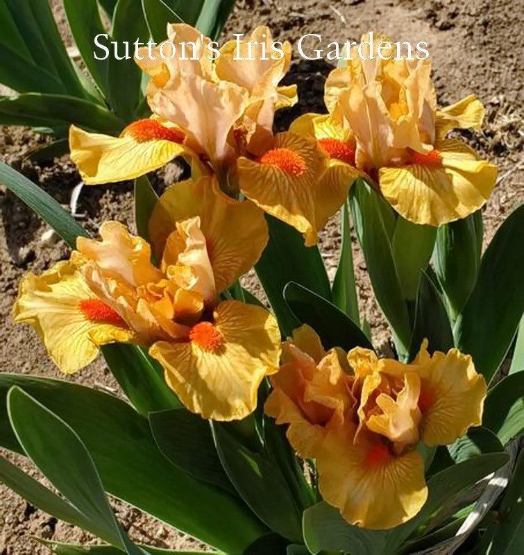 Photo of Standard Dwarf Bearded Iris (Iris 'Clementine') uploaded by DaylilySLP