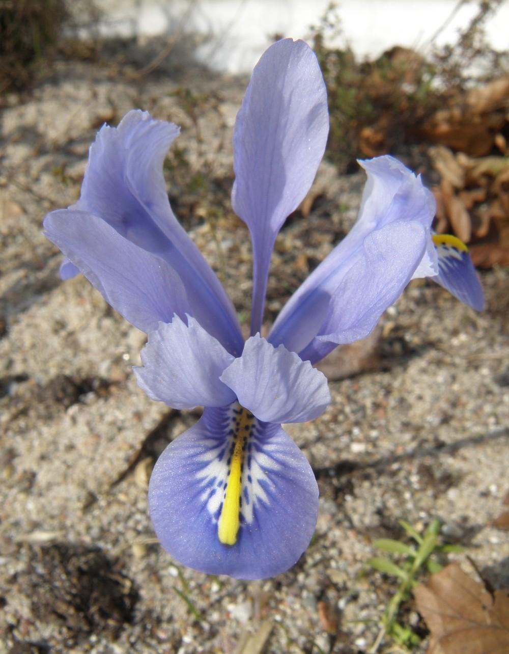 Photo of Reticulated Iris (Iris reticulata 'Alida') uploaded by IrisLilli