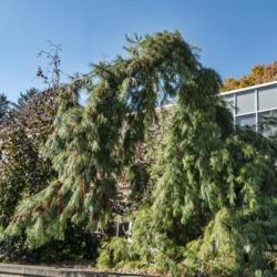 Location: Hidden Lake Gardens, Michigan
Date: 2020-10-31
Pinus strobus 'Pendula' - This is a fairly extreme case of a stro