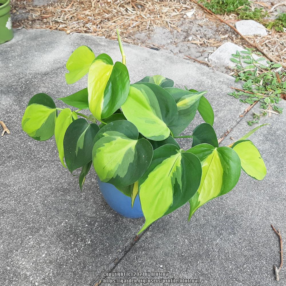 Photo of Philodendron (Philodendron hederaceum var. oxycardium 'Brasil') uploaded by hlutzow