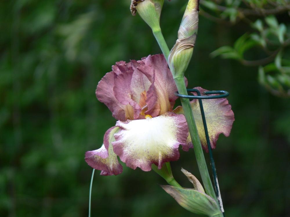 Photo of Tall Bearded Iris (Iris 'Smoke Rings') uploaded by janwax