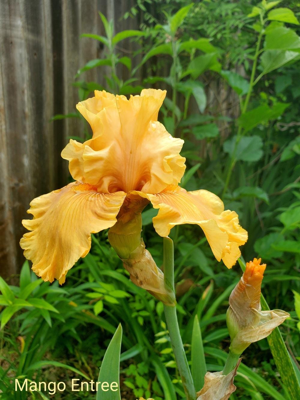 Photo of Tall Bearded Iris (Iris 'Mango Entree') uploaded by javaMom