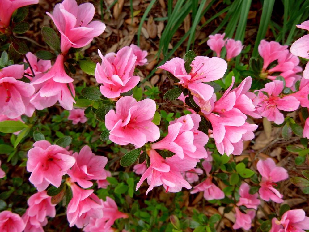 Photo of Azalea (Rhododendron 'Coral Bells') uploaded by scvirginia