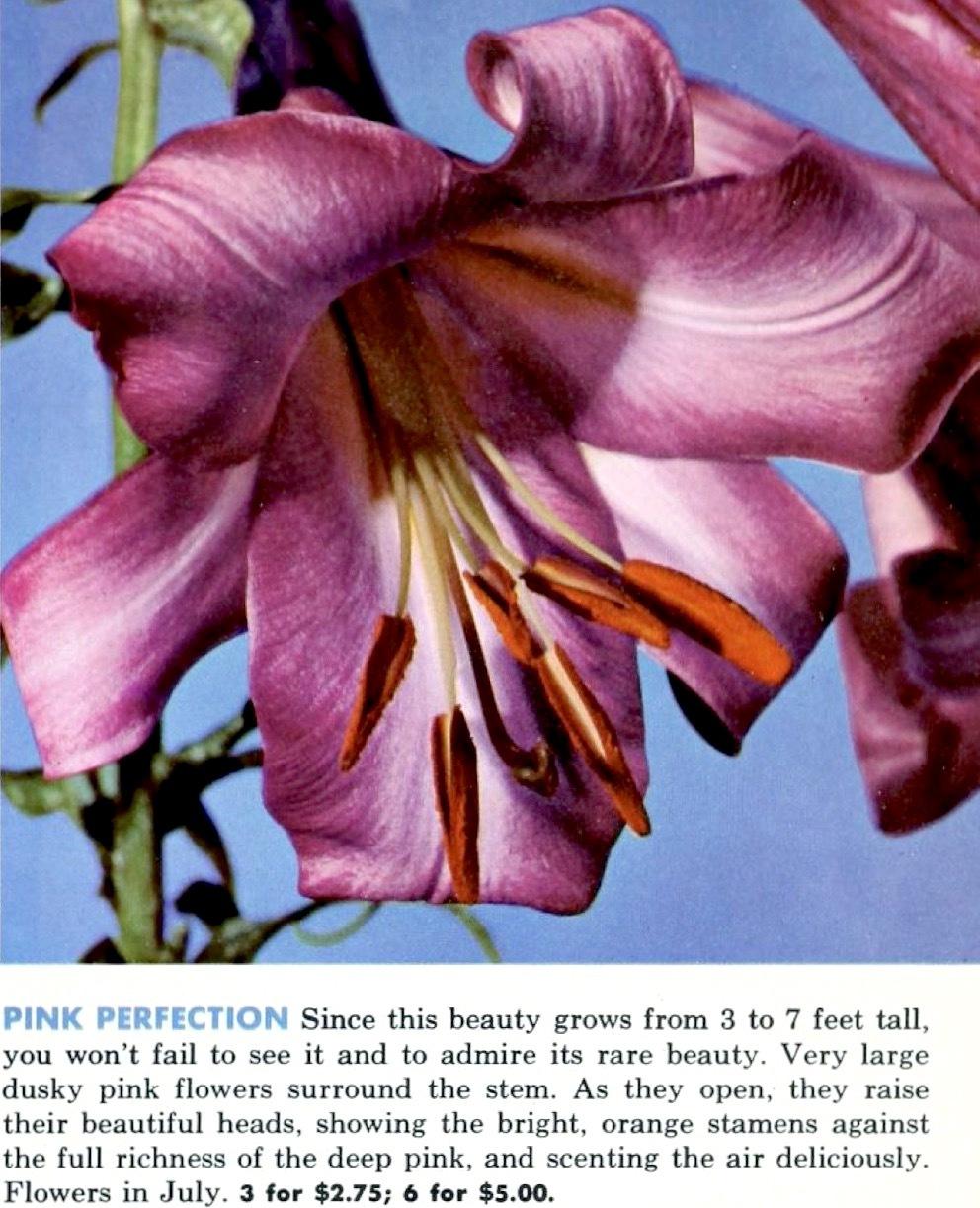 Photo of Lily (Lilium Pink Perfection) uploaded by scvirginia