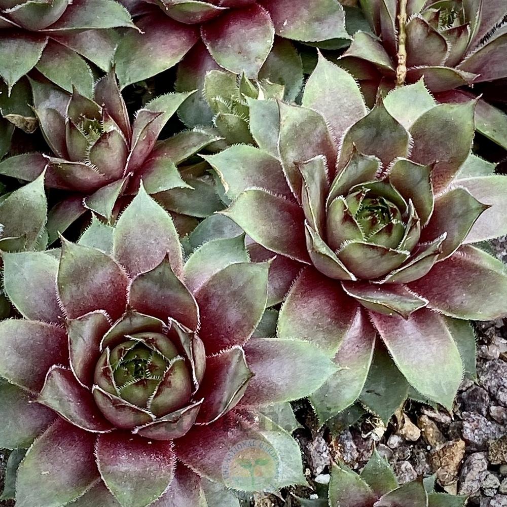 Photo of Hen and Chicks (Sempervivum 'Glauca Minor') uploaded by springcolor