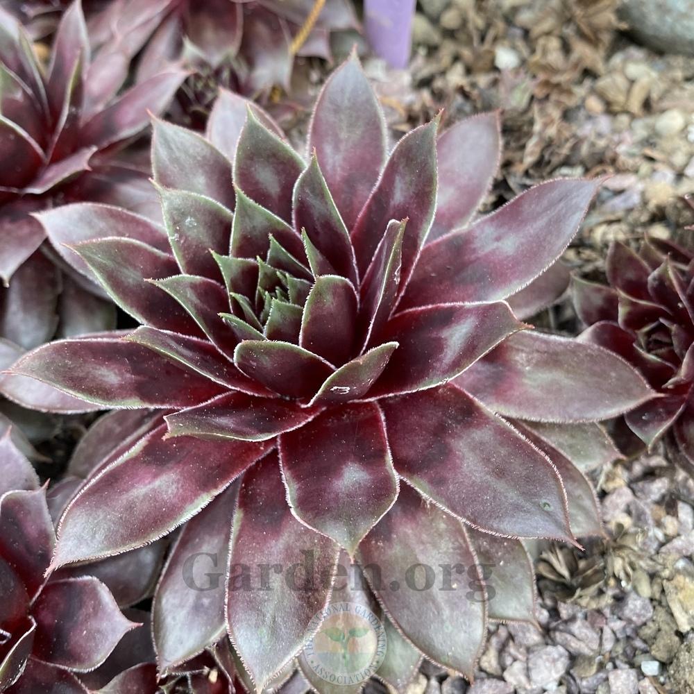 Photo of Hen and Chick (Sempervivum 'Gwen's Rose') uploaded by springcolor