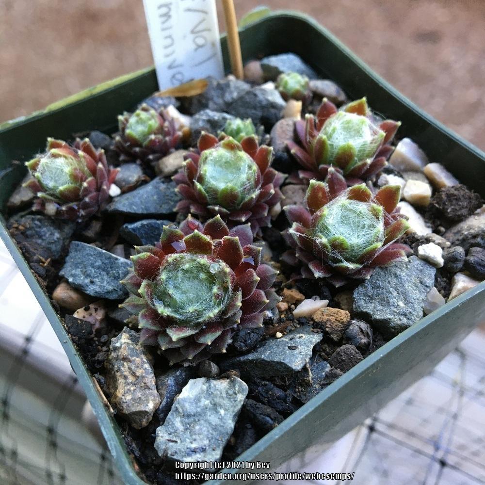 Photo of Hen and Chicks (Sempervivum arachnoideum 'from Val Minera') uploaded by webesemps