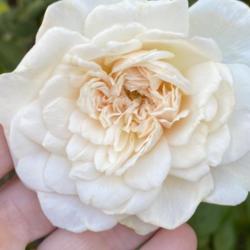 Location: Baton Rouge, LA
Date: March 2021 
Love the cream color of this rose.  It’s not white.  It’s not