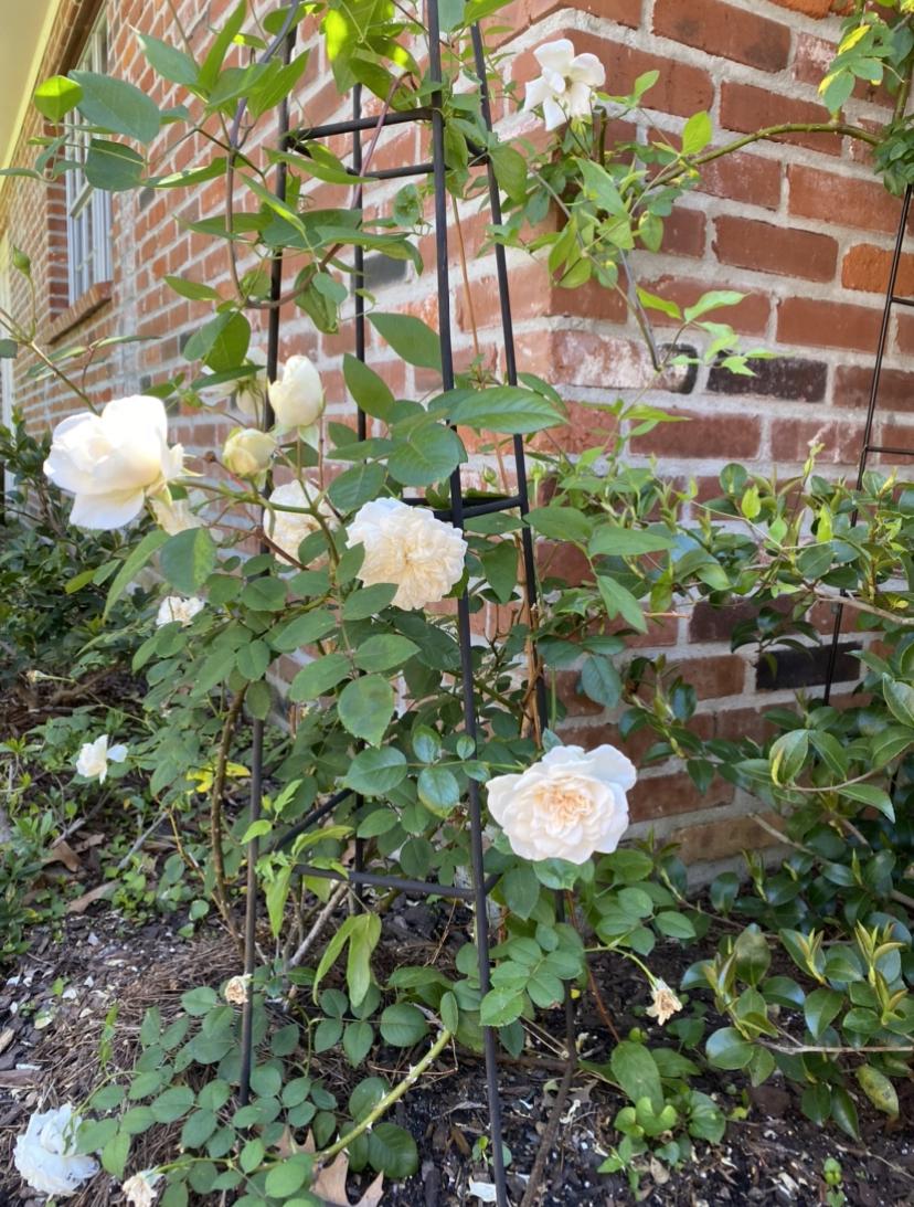 Photo of Rose (Rosa 'Sombreuil') uploaded by Berrycajun