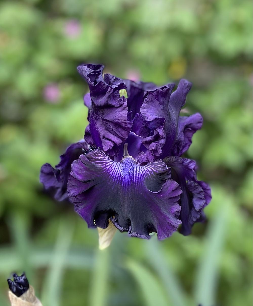 Photo of Tall Bearded Iris (Iris 'Hollywood Nights') uploaded by Calif_Sue