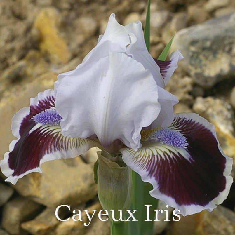 Photo of Standard Dwarf Bearded Iris (Iris 'Puddy Tat') uploaded by DaylilySLP