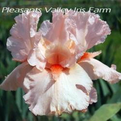 
Date: 2011-04-17
Image courtesy of Pleasants Valley Iris Farm
