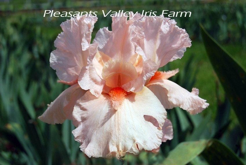 Photo of Tall Bearded Iris (Iris 'Coral Point') uploaded by DaylilySLP