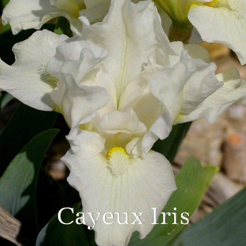 Photo of Standard Dwarf Bearded Iris (Iris 'Invisible') uploaded by DaylilySLP