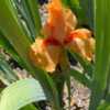 Tom Parkhill’s “Tennessee Pride” first bloom